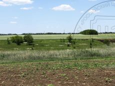 Clematis-lathyrifolia_стация